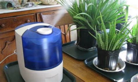 The 7 Best Plant Humidifiers For Your Indoor Plants